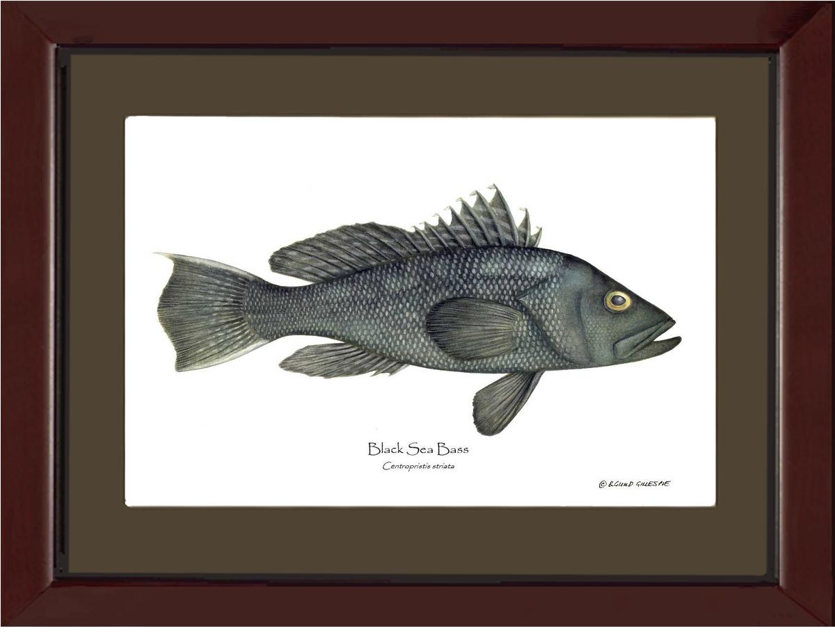 Black Sea Bass | Wall Art Fish Print