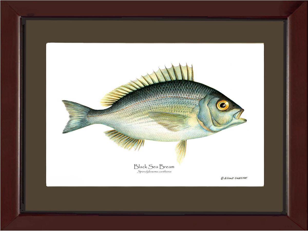 Bream Black Sea Spondyliosoma cantharus | Wall Art Fish Print