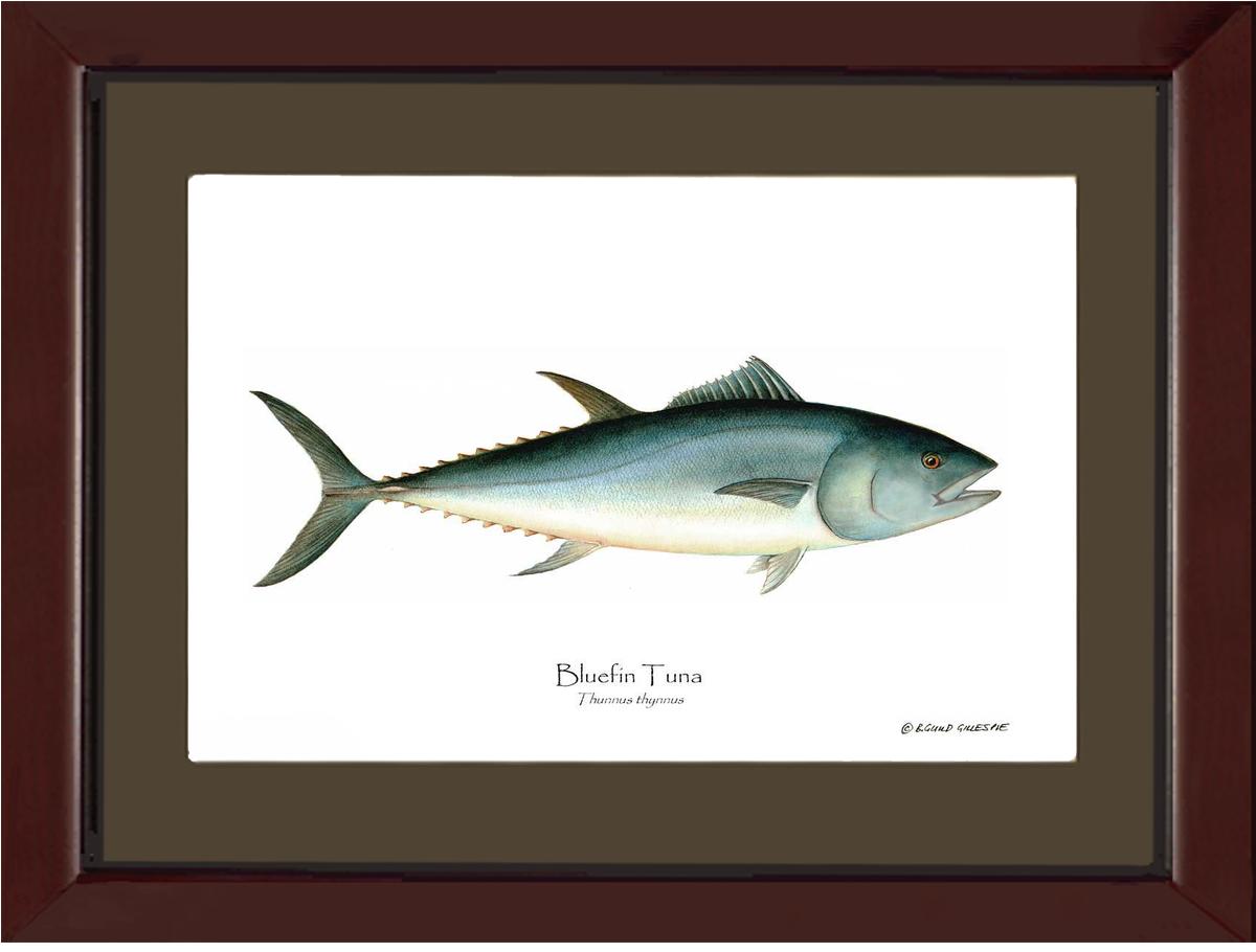 Bluefin Tuna (Atlantic Tuna) Thunnus thynnus | Wall Art Fish Print