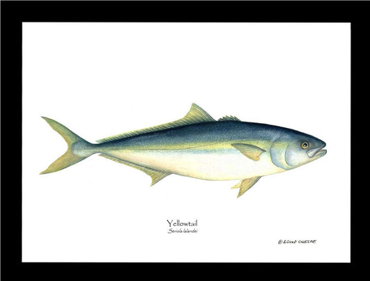 Yellowtail Tuna Seriola lalandei | Wall Art Fish Print