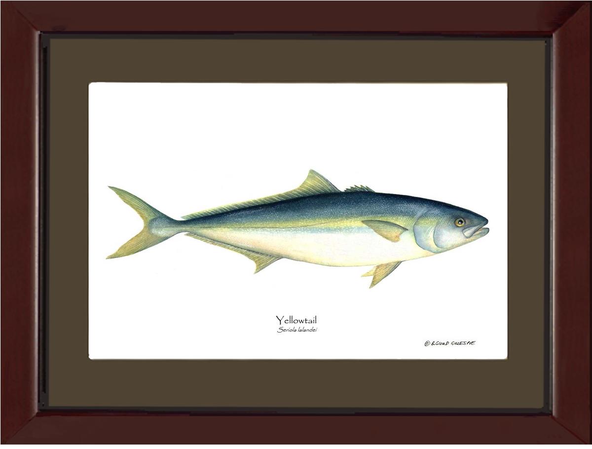 Yellowtail Tuna Seriola lalandei | Wall Art Fish Print