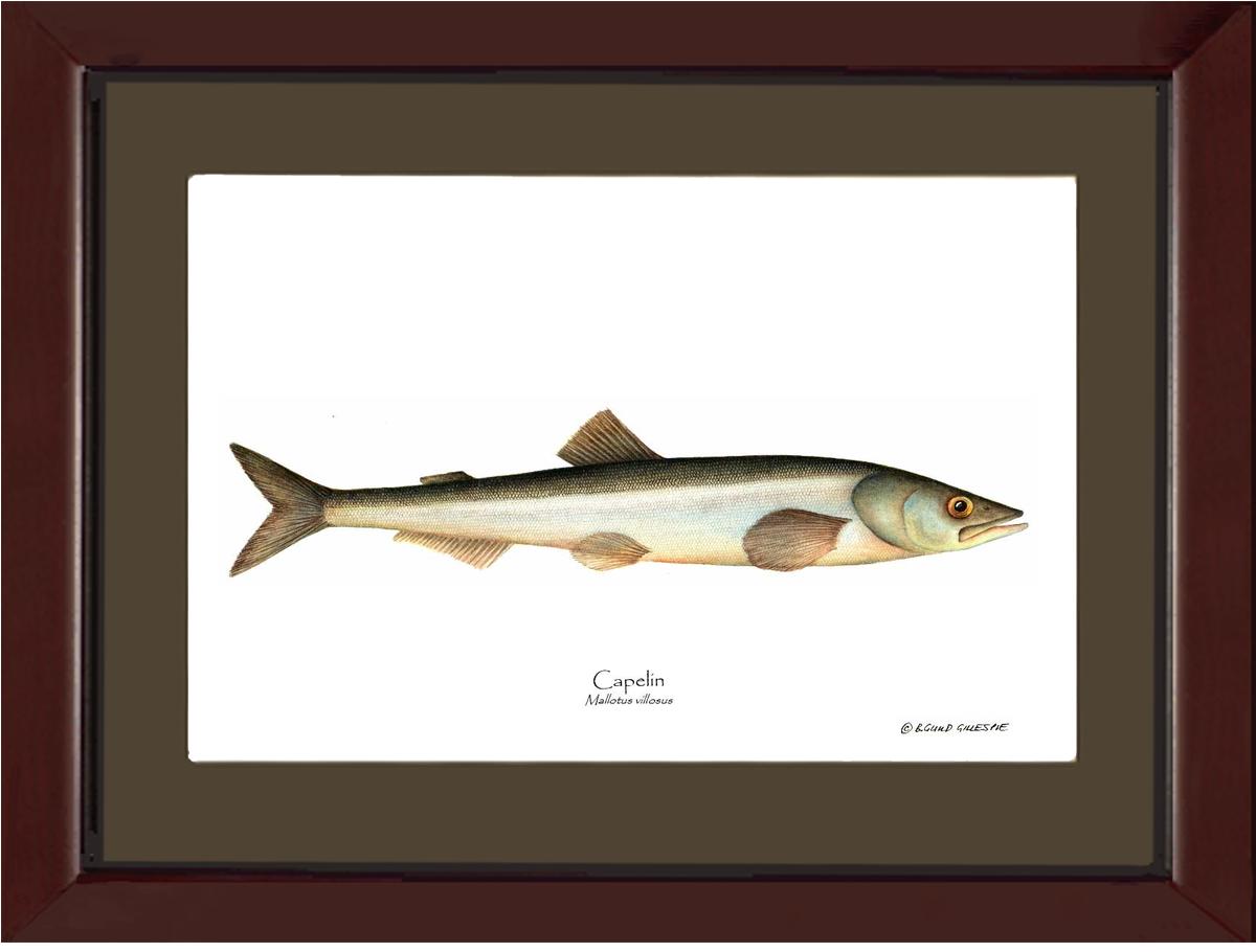 Capelin Mallotus villosus | Wall Art Fish Print