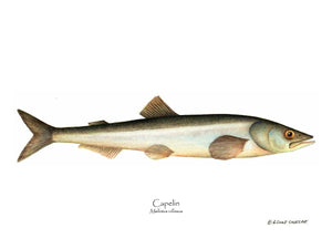 Fish Print: Capelin Mallotus villosus
