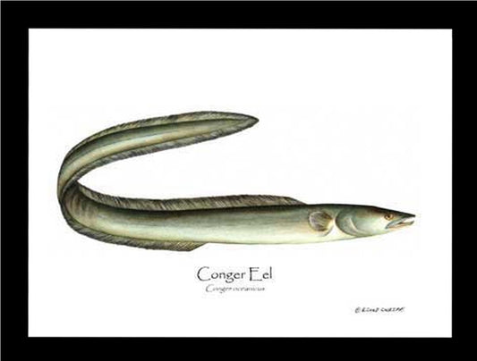 Eel Conger Conger oceanicus | Wall Art Fish Print
