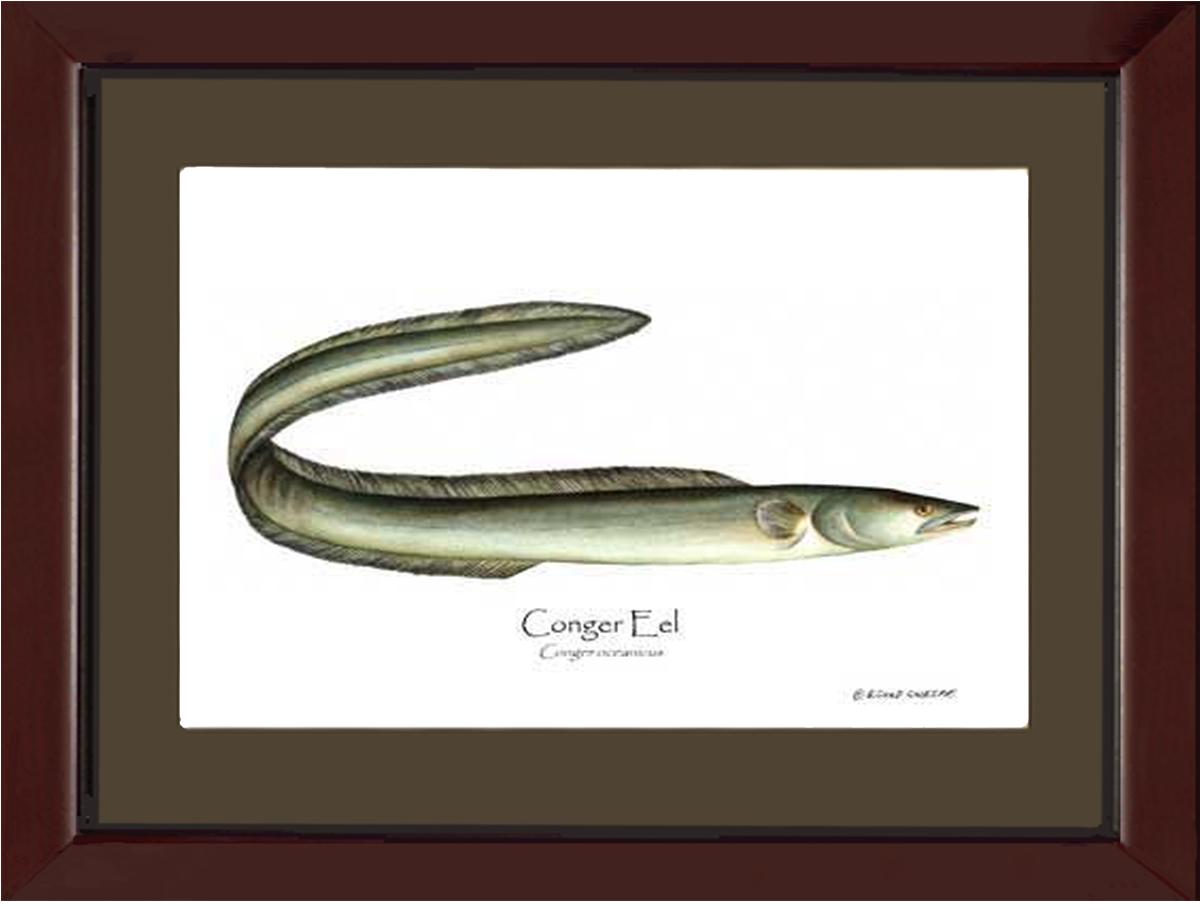 Eel Conger Conger oceanicus | Wall Art Fish Print