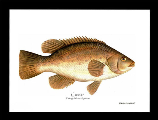 Cunner Tautogolabrus adspersus | Wall Art Fish Print