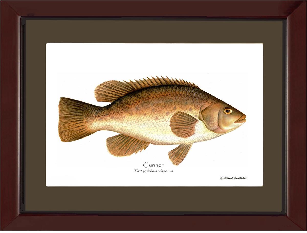 Cunner Tautogolabrus adspersus | Wall Art Fish Print