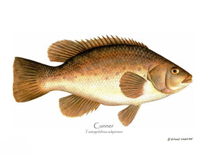 Fish Print: Cunner Tautogolabrus adspersus