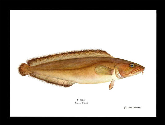 Cusk Brosme brosme | Wall Art Fish Print