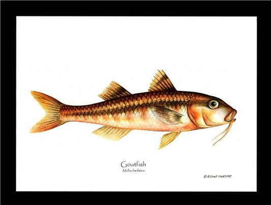 Goatfish Mullus barbatus | Wall Art Fish Print