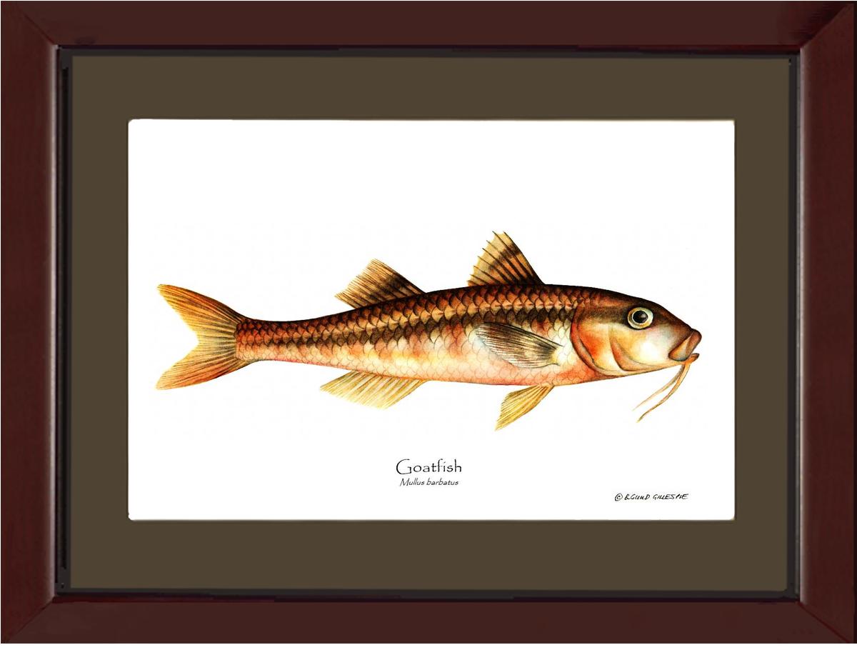 Goatfish Mullus barbatus | Wall Art Fish Print