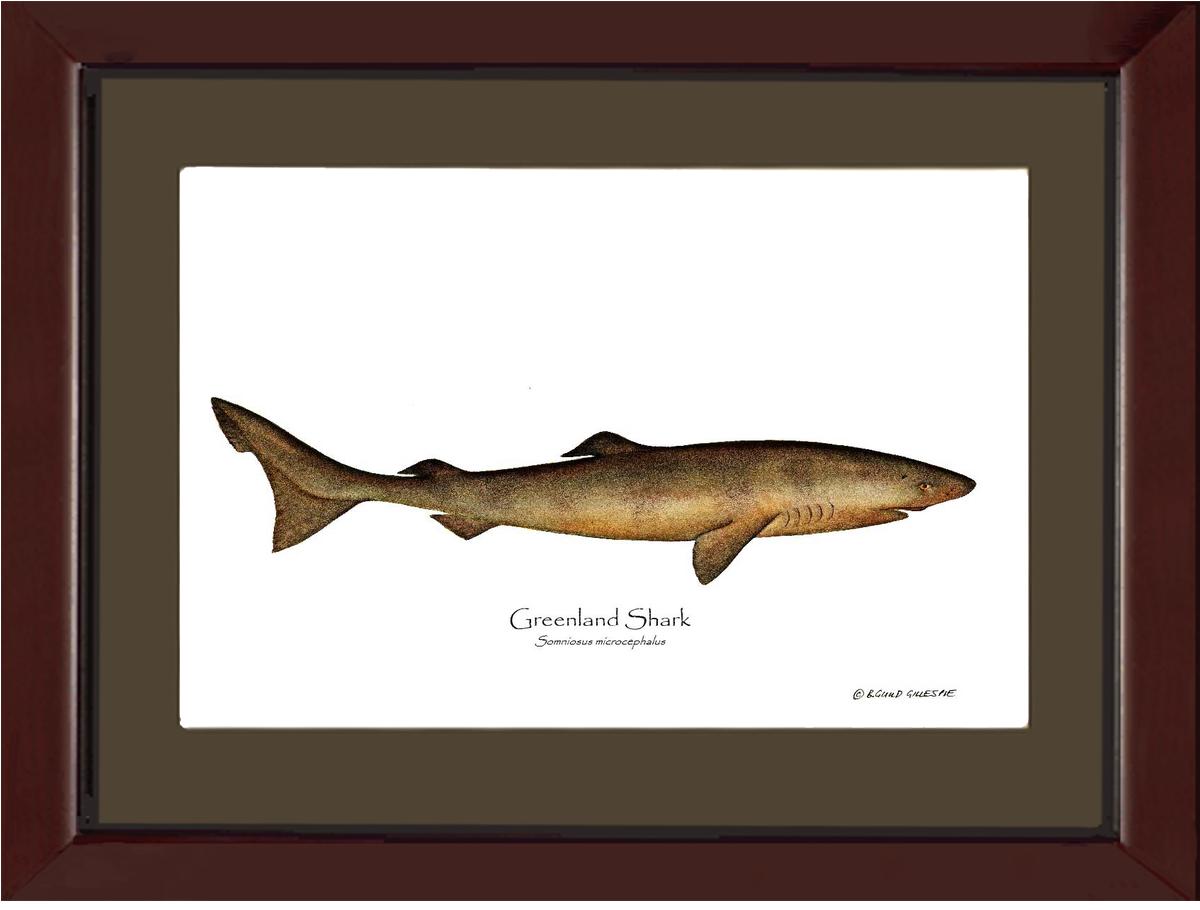 Greenland Shark Somniosus microcephalus | Wall Art Fish Print