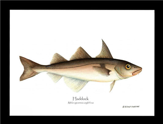Haddock Melanogrammus aeglefinus | Wall Art Fish Print