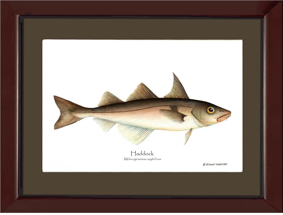 Haddock Melanogrammus aeglefinus | Wall Art Fish Print