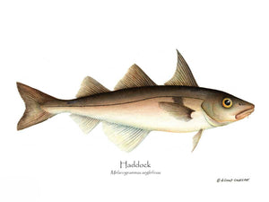 Fish Print: Haddock Melanogrammus aeglefinus