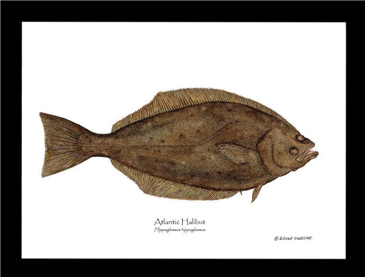 Halibut Hippoglossus hippoglossus | Wall Art Fish Print