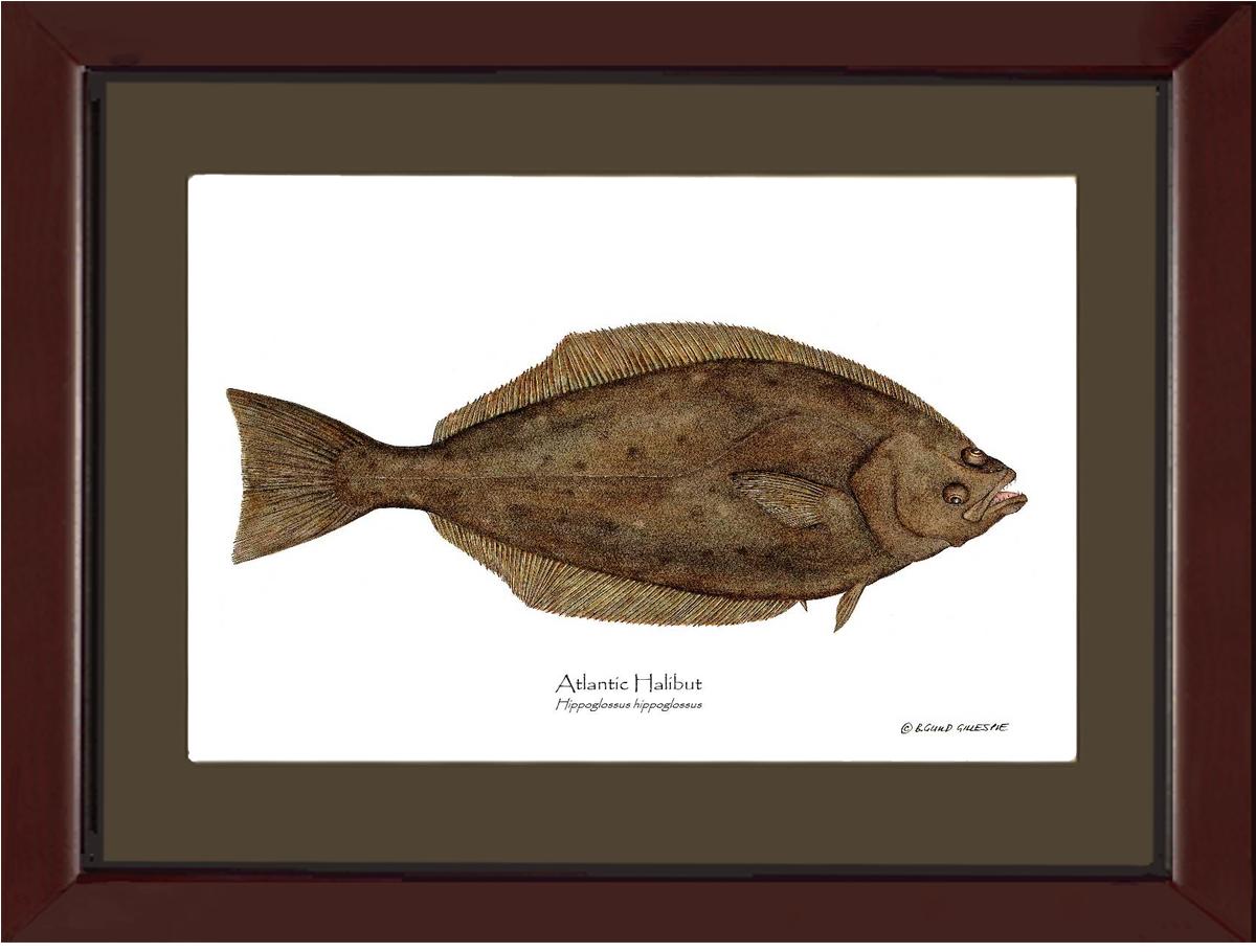 Halibut Hippoglossus hippoglossus | Wall Art Fish Print