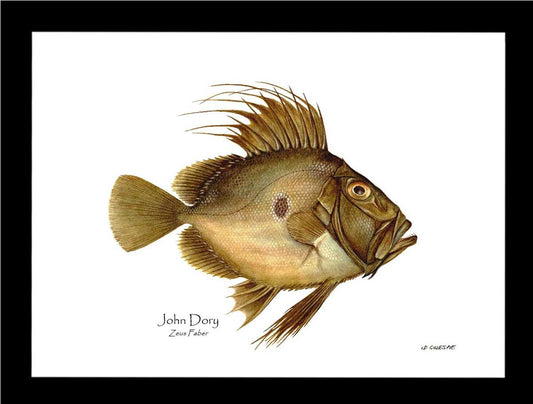 John Dory Zeus Faber | Wall Art Fish Print