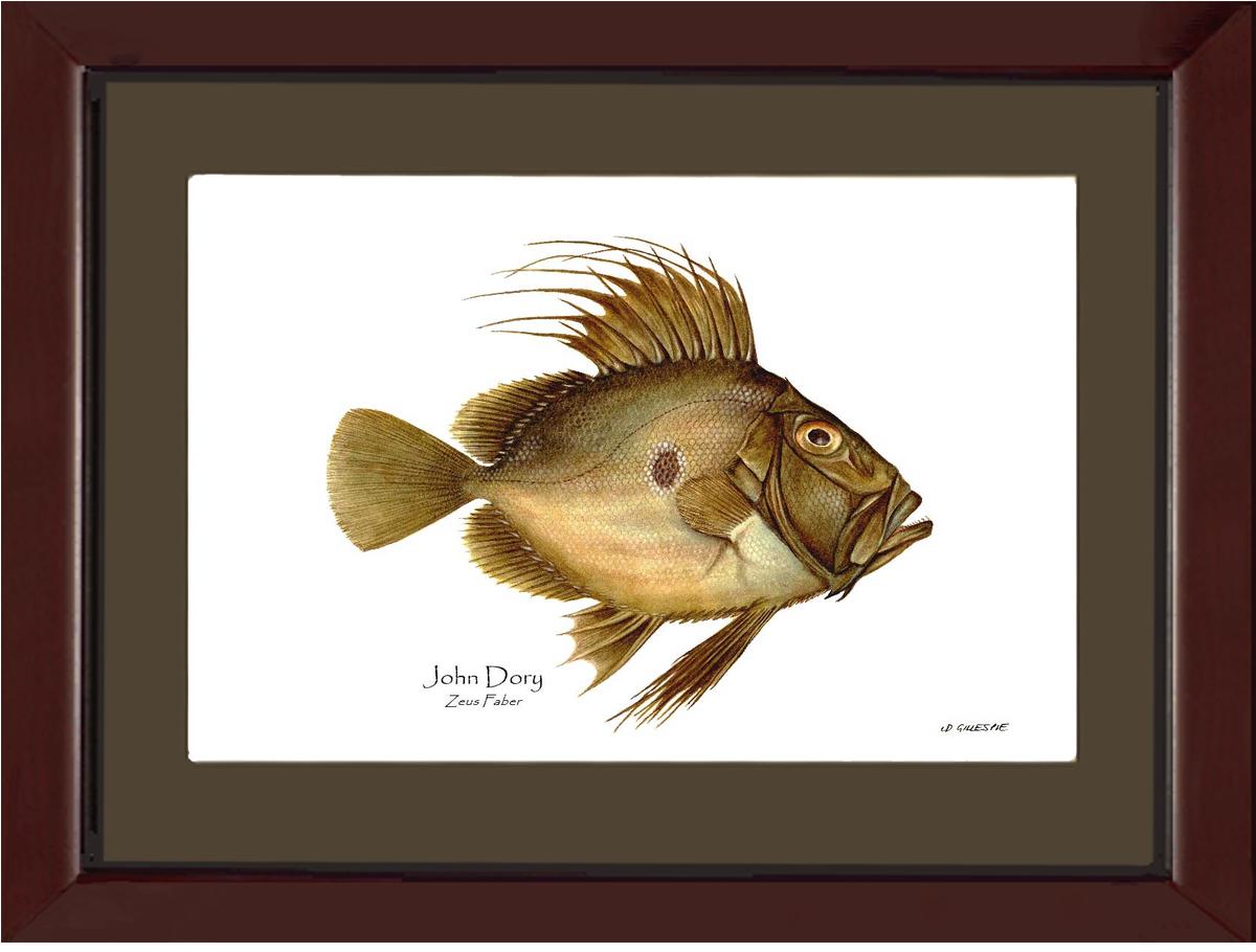 John Dory Zeus Faber | Wall Art Fish Print