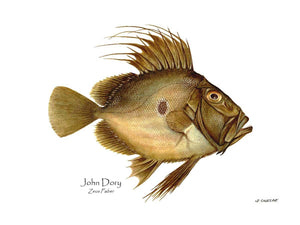 Fish Print: John Dory Zeus Faber