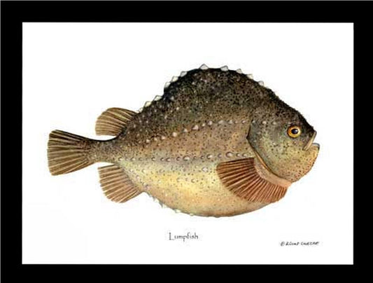 Lumpfish Cyclopterus lumpus | Wall Art Fish Print
