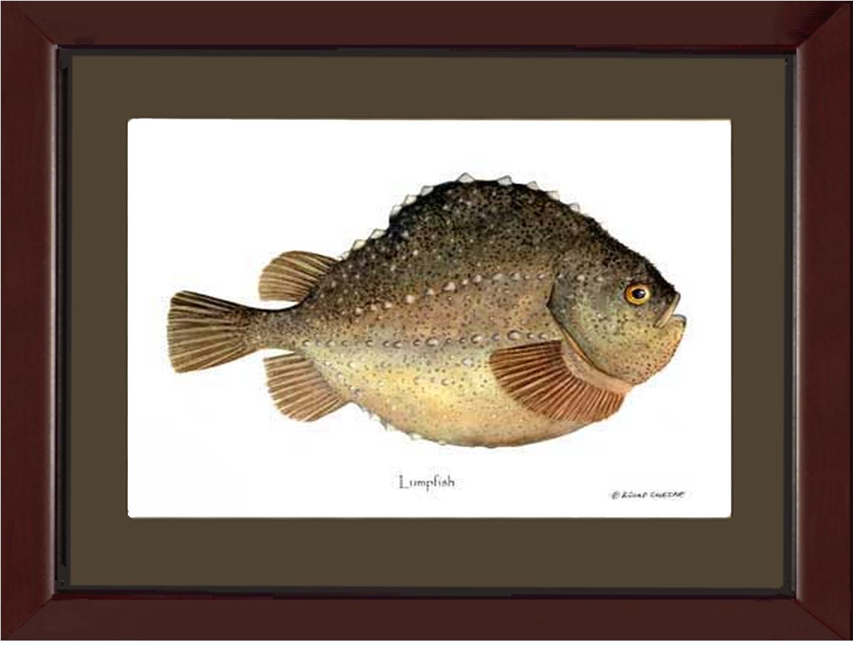 Lumpfish Cyclopterus lumpus | Wall Art Fish Print