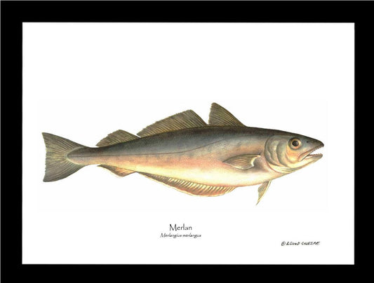 Merlan Merlangius merlangus | Wall Art Fish Print