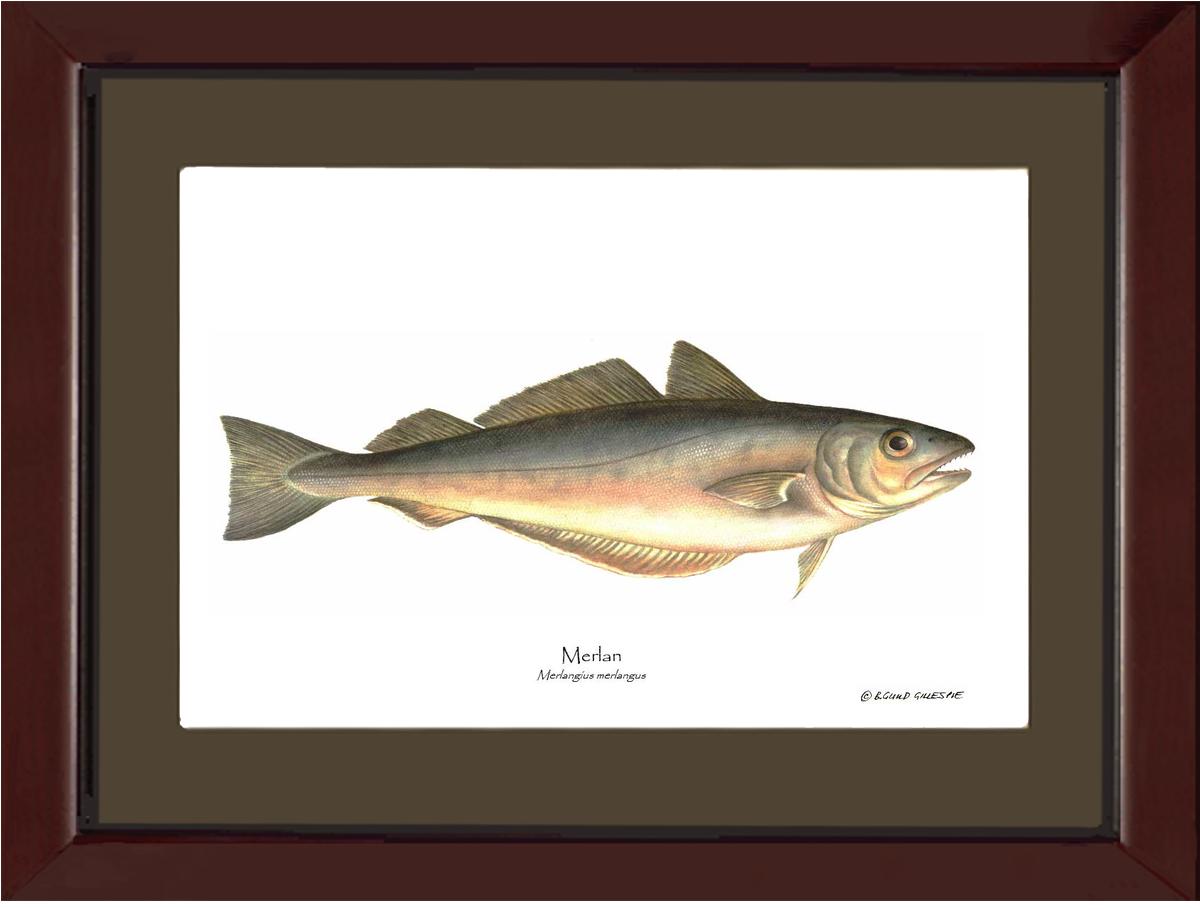 Merlan Merlangius merlangus | Wall Art Fish Print