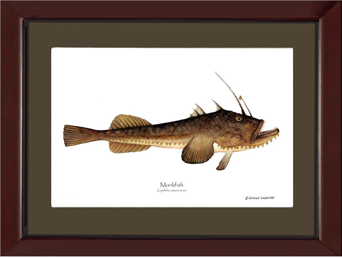 Monkfish Lophilus americanus | Wall Art Fish Print