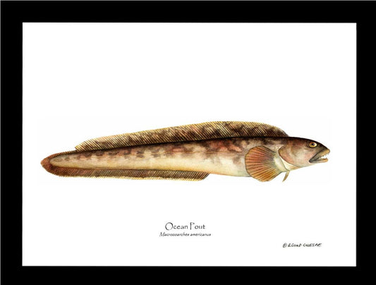Ocean Pout Macrozoarches americanus | Wall Art Fish Print
