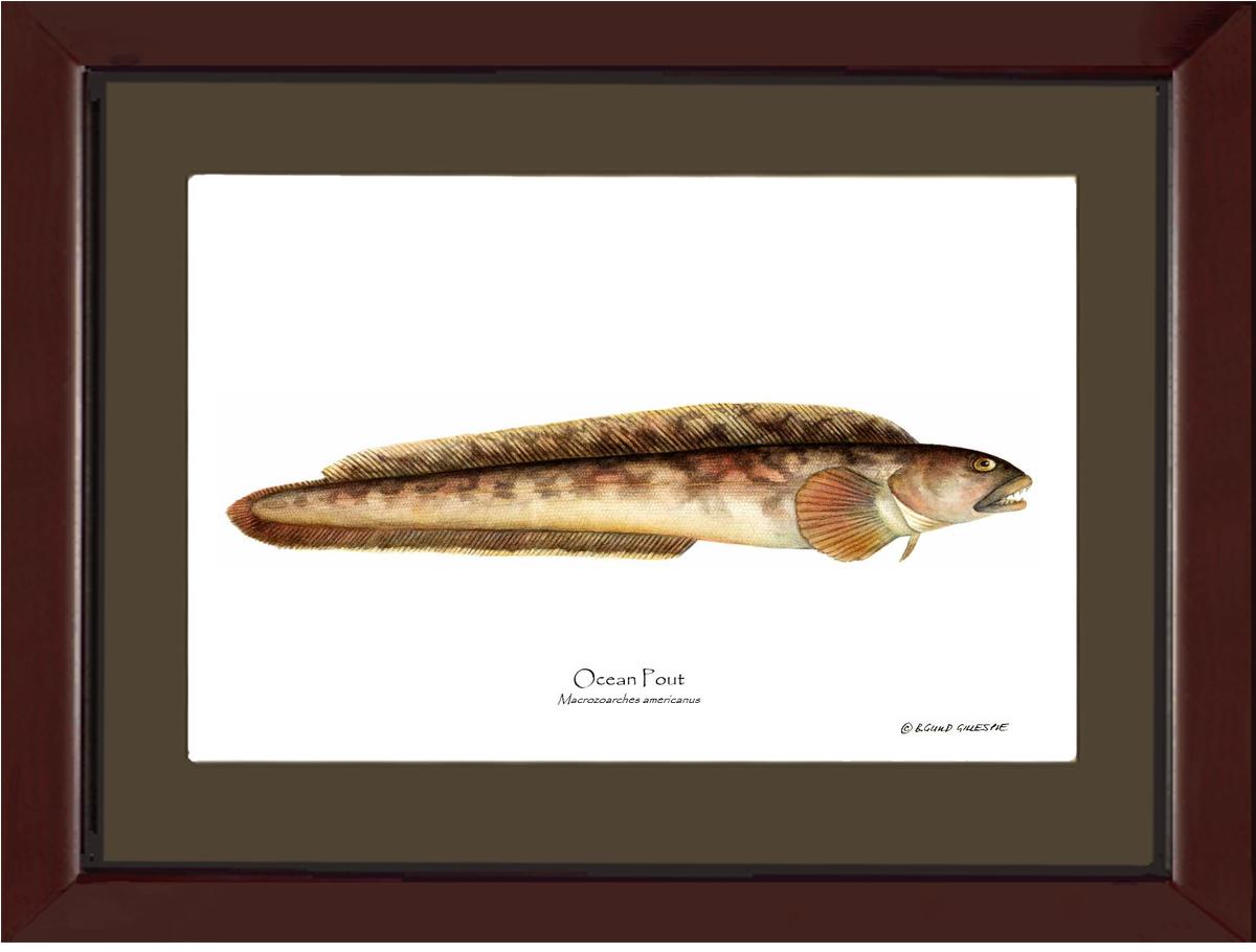 Ocean Pout Macrozoarches americanus | Wall Art Fish Print
