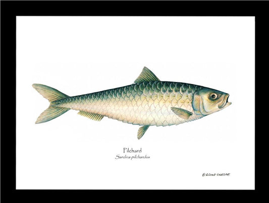 Pilchard Sardina pilchardus | Wall Art Fish Print