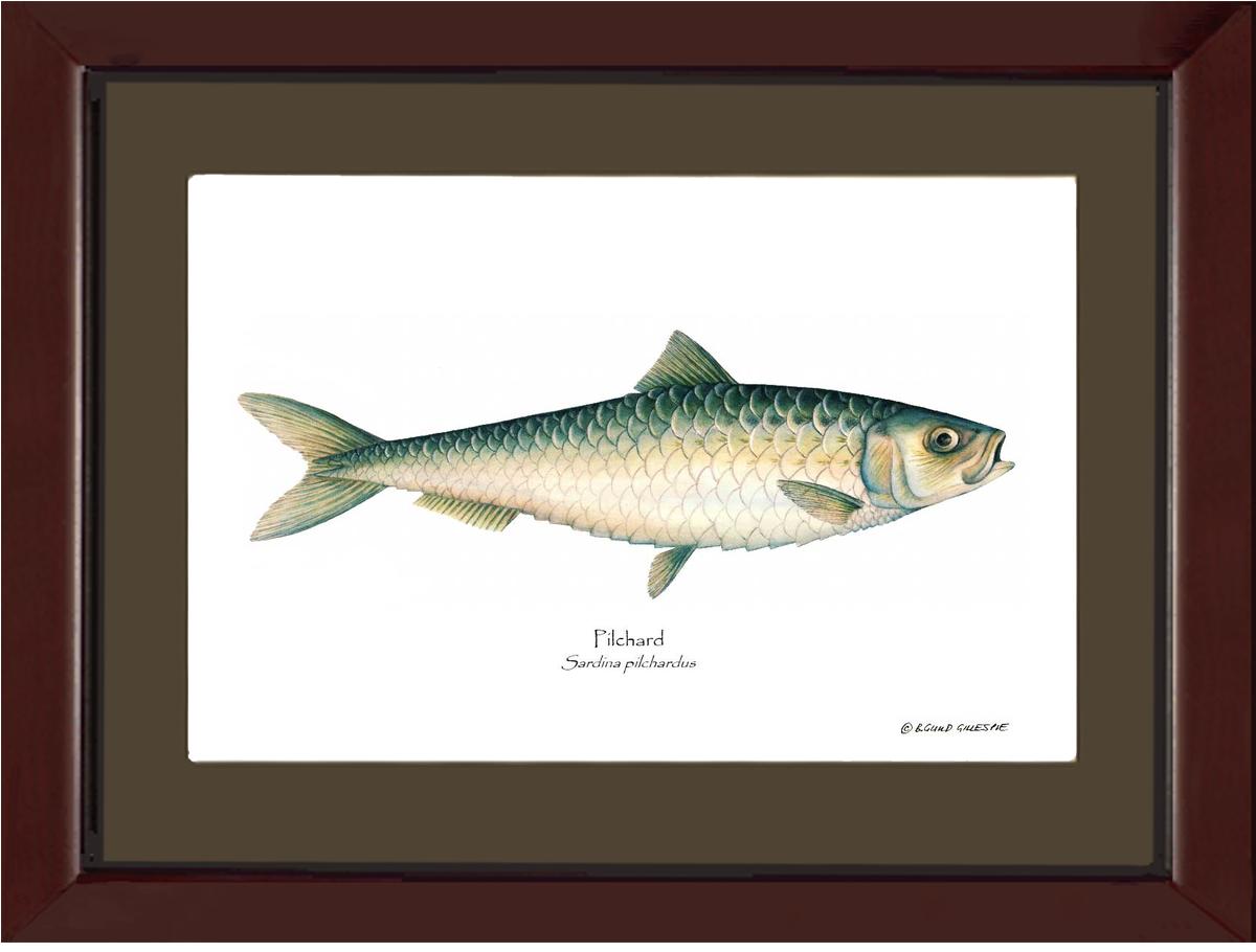 Pilchard Sardina pilchardus | Wall Art Fish Print