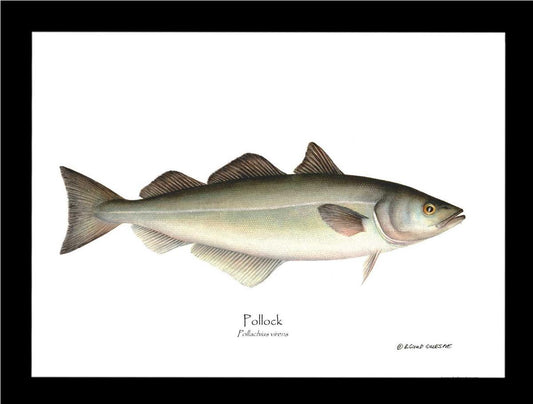 Pollock Pollachius virens | Wall Art Fish Print