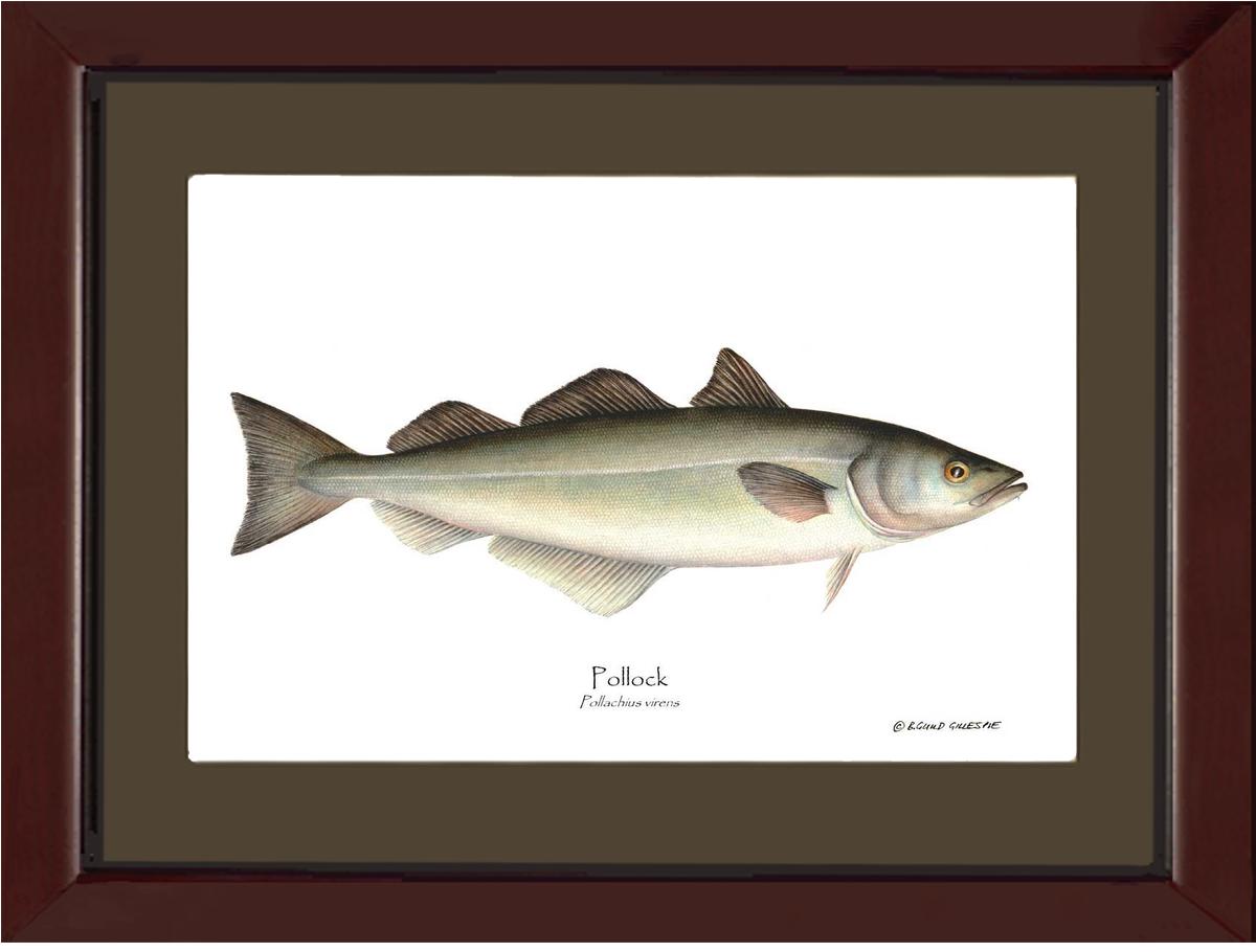 Pollock Pollachius virens | Wall Art Fish Print