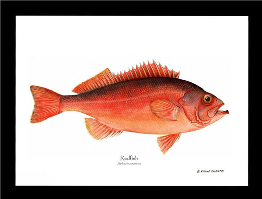 Ocean Perch Redfish Sebastes marinus | Wall Art Fish Print