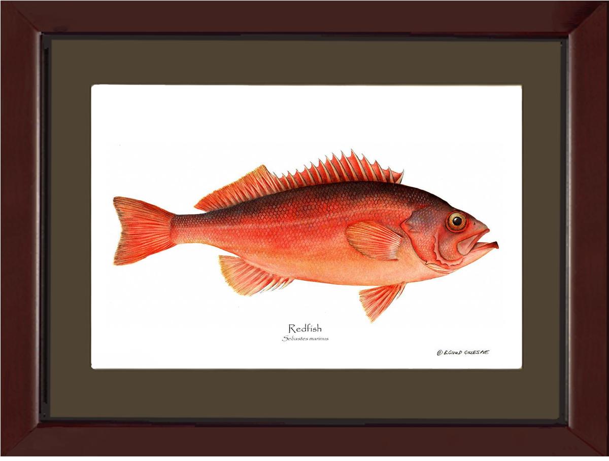 Ocean Perch Redfish Sebastes marinus | Wall Art Fish Print