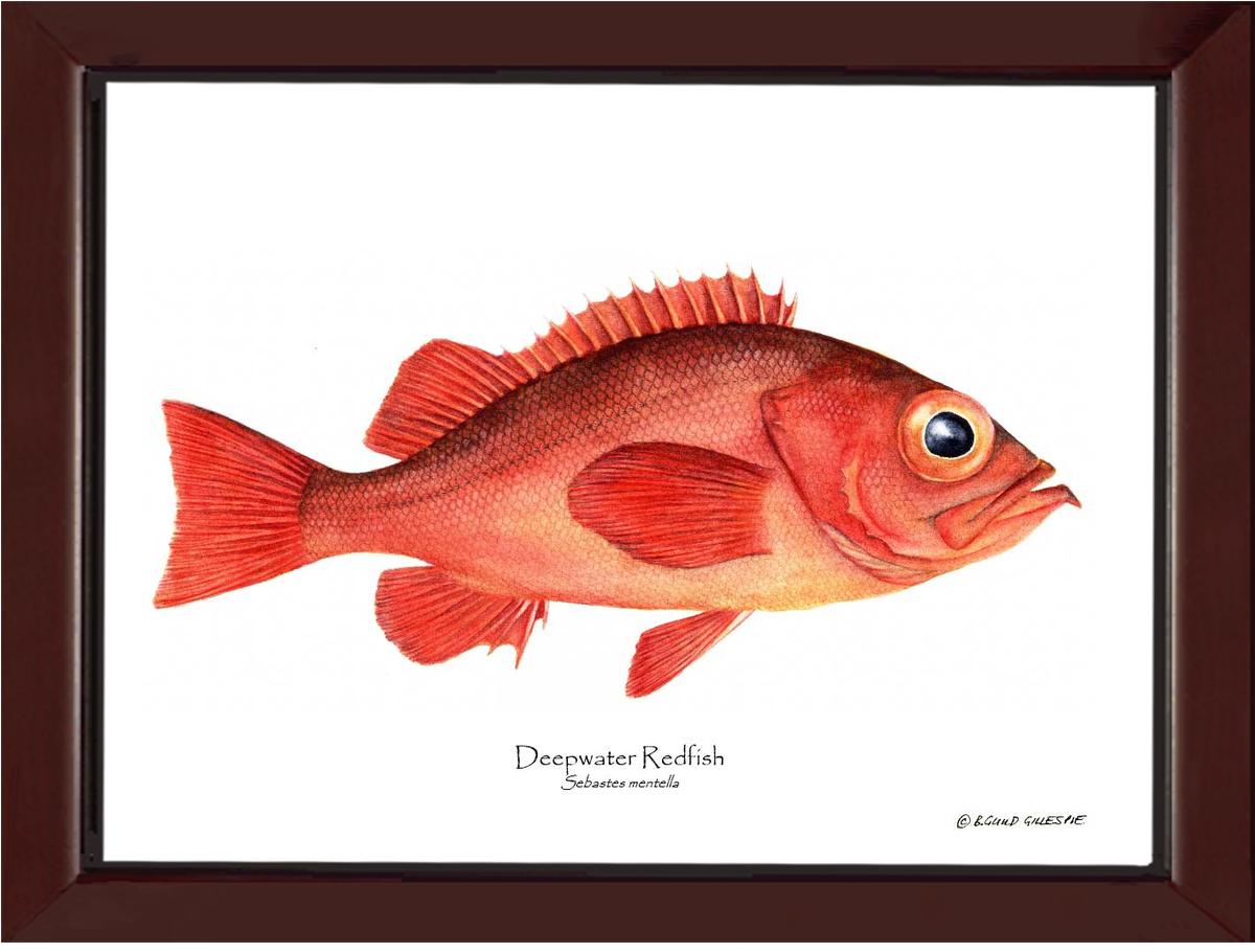 Deepwater Redfish Sebastes mentella | Wall Art Fish Print