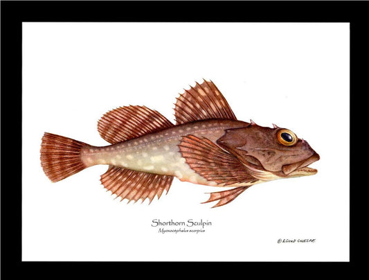 Shorthorn Sculpin Myoxocephalus scorpius | Wall Art Fish Print