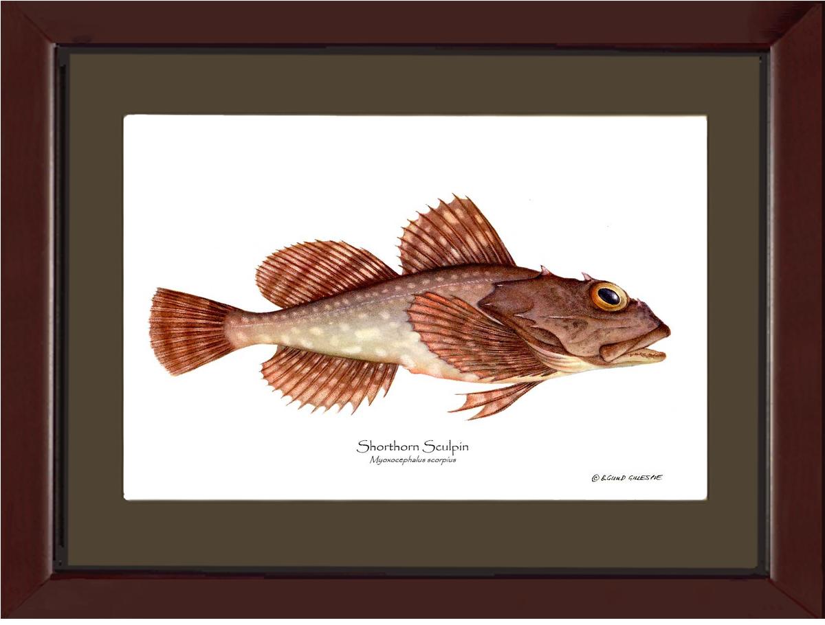 Shorthorn Sculpin Myoxocephalus scorpius | Wall Art Fish Print