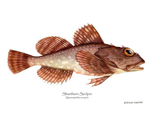 Fish Print: Shorthorn Sculpin Myoxocephalus scorpius