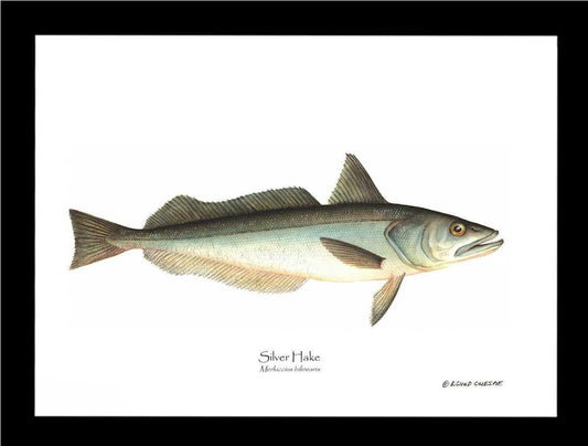 Hake Silver Merluccius bilinearis - Charting Nature