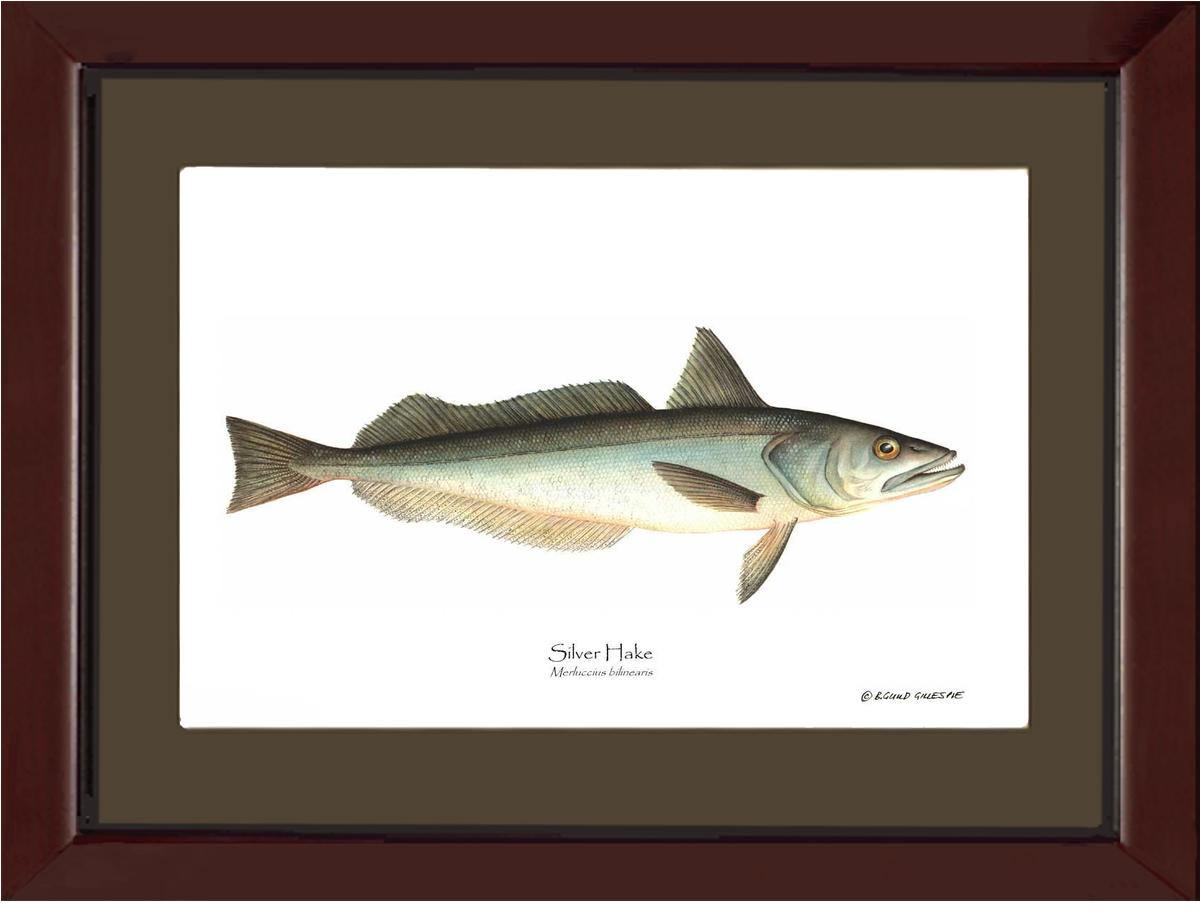 Hake Silver Merluccius bilinearis - Charting Nature