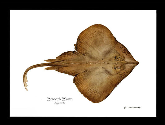 Smooth Skate Raja senta | Wall Art Fish Print