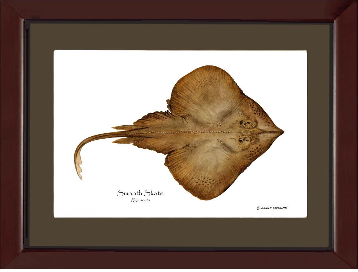 Smooth Skate Raja senta | Wall Art Fish Print