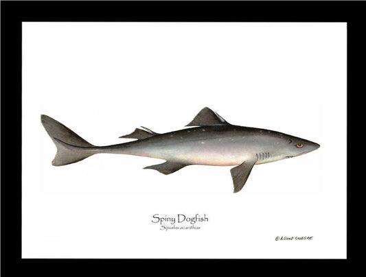Spiny Dogfish Squalus acanthias | Wall Art Fish Print