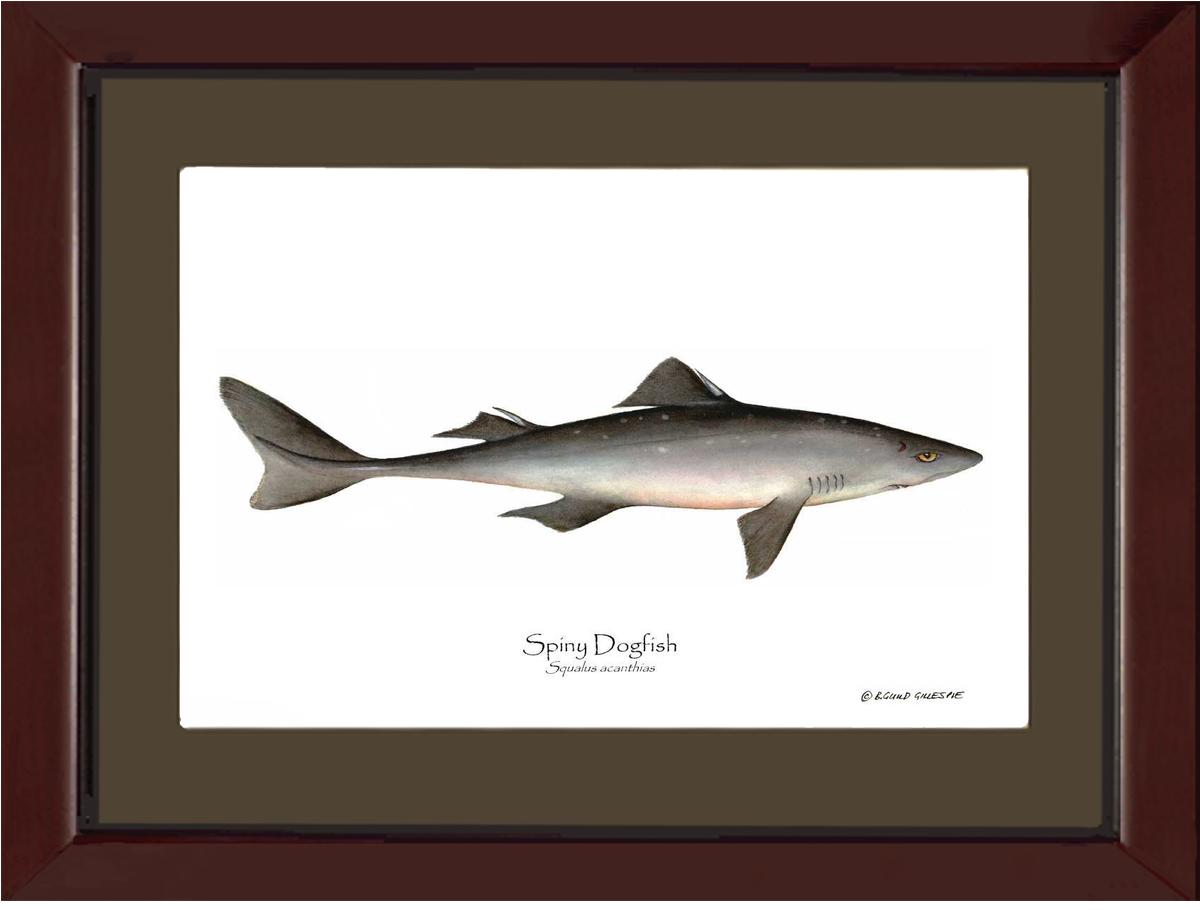 Spiny Dogfish Squalus acanthias | Wall Art Fish Print
