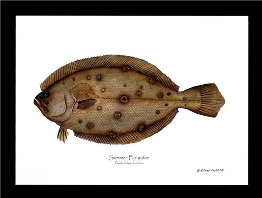 Summer Flounder Paralichthys dentatus | Wall Art Fish Print