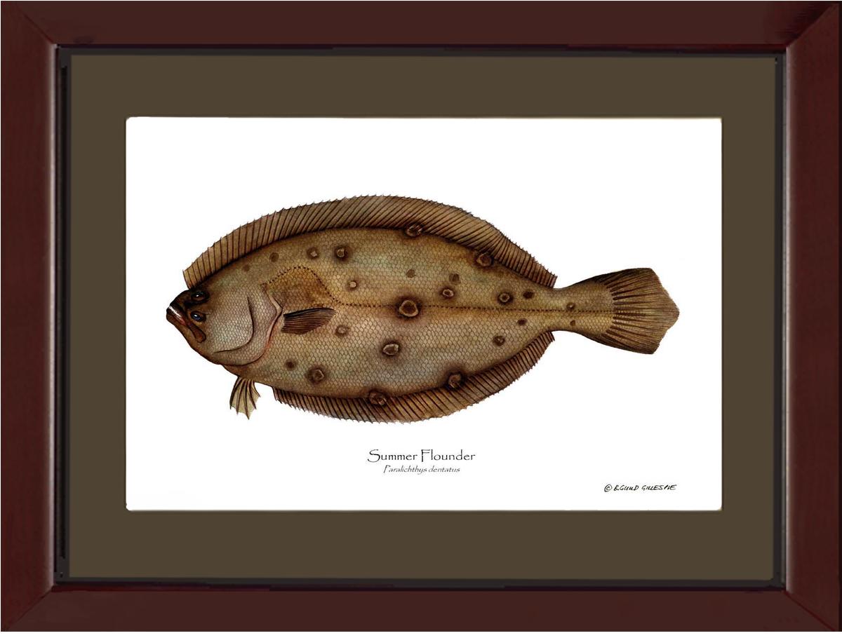 Summer Flounder Paralichthys dentatus | Wall Art Fish Print