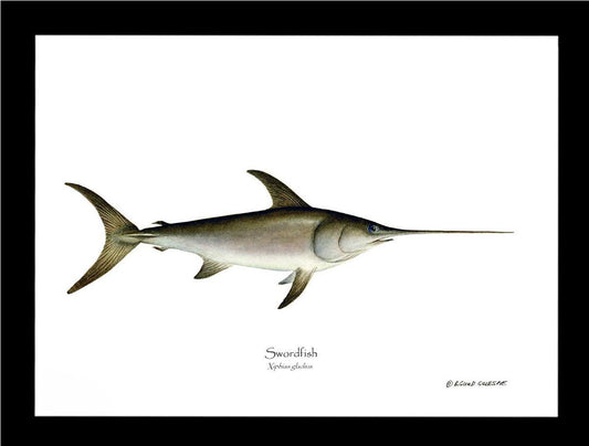 Swordfish Xiphias gladius | Wall Art Fish Print